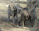 Afrikanischer Elefant