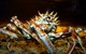 Seespinne