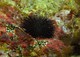 Schwarzer Seeigel