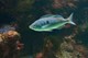 Laxierfisch