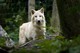 Arktischer Wolf