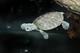 Batagur Flussschildkröte
