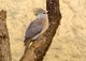 Blaunacken-Mausvogel