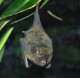 Blumenfledermaus 
