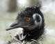 Emu