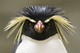 Felsenpinguin