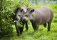 Flachlandtapir