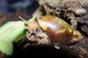 Große Achatschnecke