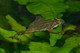 Schwimmfrosch