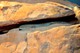 Stachelschwanzskink