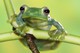 Malaiischer Flugfrosch