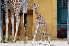 Foto Giraffe 