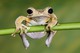 Kammruderfrosch