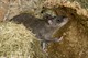Gambia Riesenhamsterratte