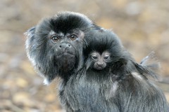 Foto Springtamarin
