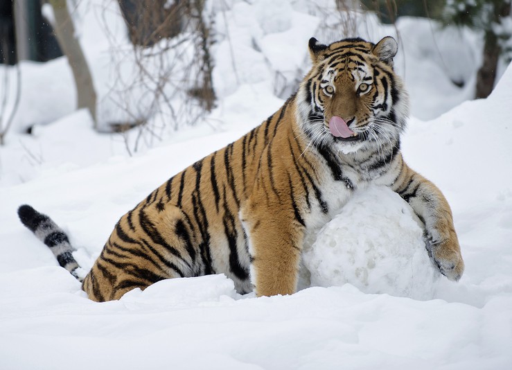 spiele tiger spiele tiger