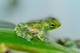 Kleiner Winkerfrosch