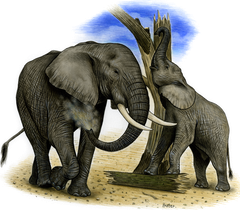 Afrikanischer-elefant