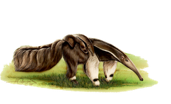 Ameisenbaer