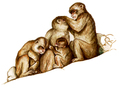 Berberaffe