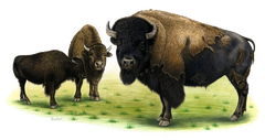 Bison