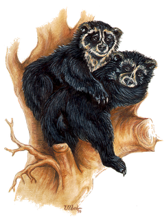Brillenbaer
