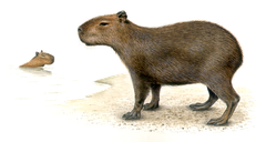 Capybara