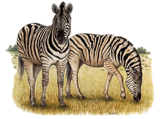 Damara-zebra