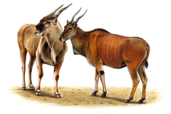 Elenantilope