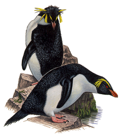 Felsenpinguin