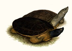 G-batagur-schildkroete113a neu