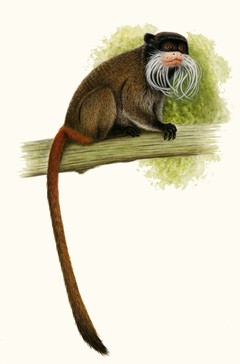 G-kaiserschnurrbart tamarin002