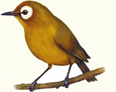 G-kikuyu-brillenvogel