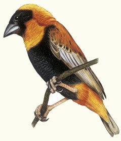 G-oryxweber