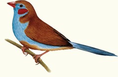 G-schmetterlingsfink