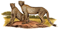 Gepard