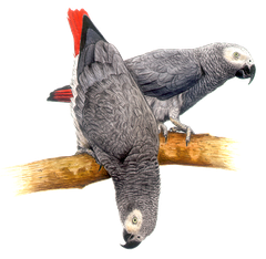 Graupapagei