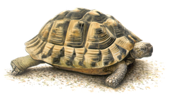 Griechische-landschildkroete