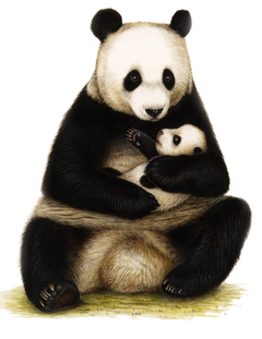 Grosser-panda