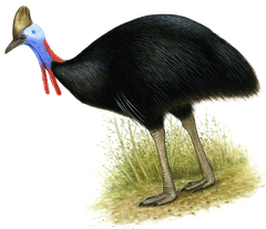 Helmkasuar