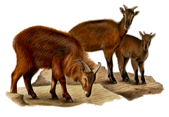 Himalaja-tahr
