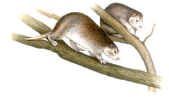 Hutiaconga