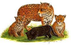 Jaguar