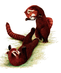 Kleiner-panda