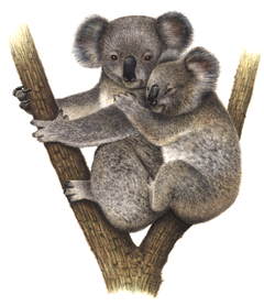 Koala