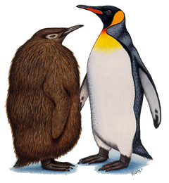 Koenigspinguin