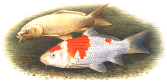 Koi-karpfen