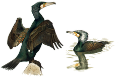 Kormoran
