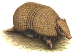 Kugelguerteltier