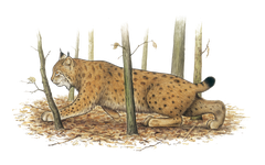 Luchs